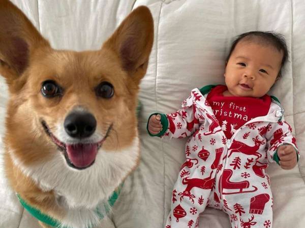 人間の『弟』ができたコーギーの行動にクスッ！　「靴下で吹いた」「かわいい」
