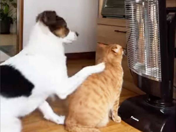 ヒーター前を譲ってほしい犬　粘り強く交渉した結果に「笑った」