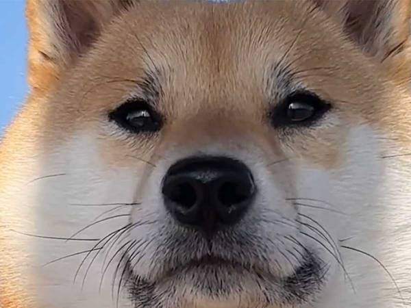 ジワジワくる…！　顔面アップで映る柴犬　『あるパーツ』に注目すると？