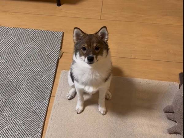 「ここ最近で１番笑った」　犬の芸に、まばたき厳禁！？