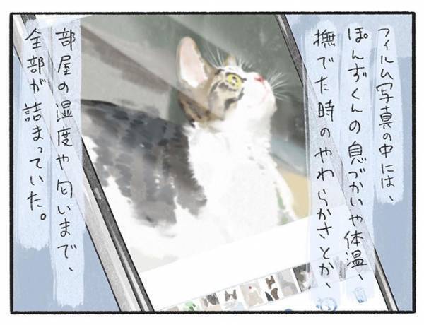 亡くなった愛猫の写真を見る飼い主　「意外と涙が出ない」と思っていたが…？