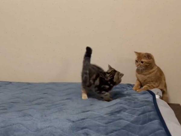 『やんのかステップ』で、ケンカを売る子猫　対する、先輩猫の反応は…？
