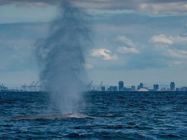 完全に一致　東京湾にクジラ出現、SNSでは「アレしか思い浮かばない」