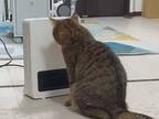 ストーブで暖を取ろうとした猫　消えていると分かると？　「笑った」「最後の顔がツボ」