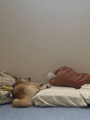 「遠くから見たら気持ちよさそうに寝てると思ったけど…」　寝顔を見ると？