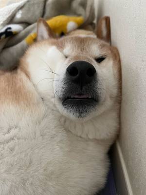 「遠くから見たら気持ちよさそうに寝てると思ったけど…」　寝顔を見ると？