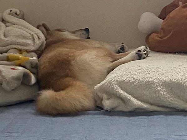 「遠くから見たら気持ちよさそうに寝てると思ったけど…」　寝顔を見ると？