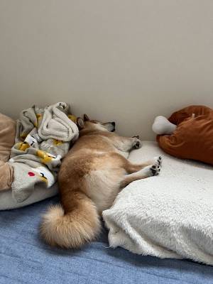 「遠くから見たら気持ちよさそうに寝てると思ったけど…」　寝顔を見ると？