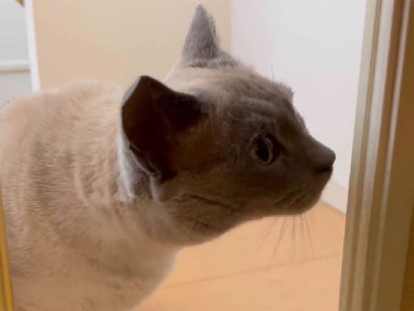猫用ドアの使い方をレクチャー　猫が選んだ方法に「なんでだよ」