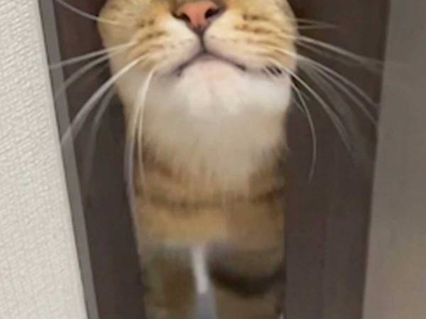 「いいかげん、やめて？」　飼い主が困っている、愛猫の行動に「笑った」「かわいすぎ」