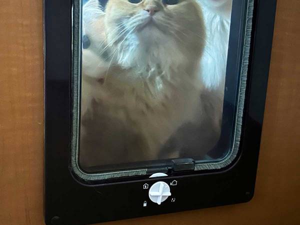 寝室にこもっていた、体調不良の飼い主が目にしたのは…