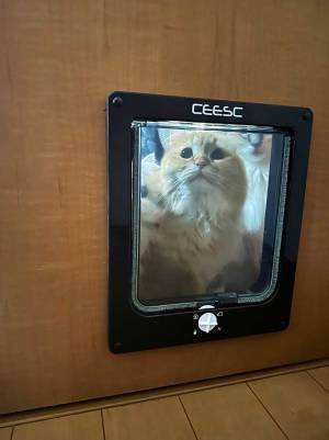 寝室にこもっていた、体調不良の飼い主が目にしたのは…