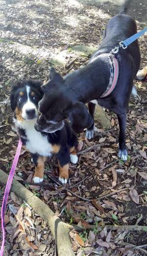 「顔が…」「目が飛び出しそう」　自分より大きな犬にビックリ！　表情が秀逸すぎた