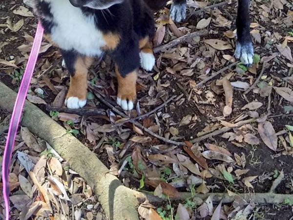 「顔が…」「目が飛び出しそう」　自分より大きな犬にビックリ！　表情が秀逸すぎた