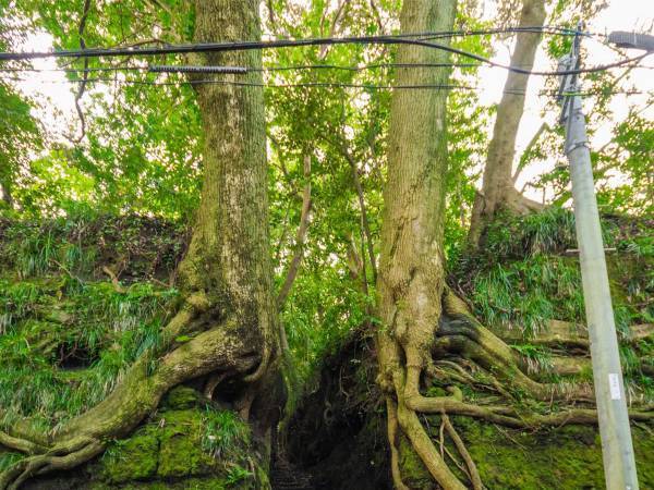 突然現れた…？　ネットに投稿された階段の写真に「これが異世界に通じる道か！」