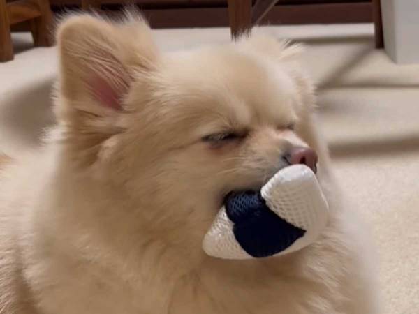 「ダイソーに買いに行きたくなった」　愛犬がお土産の『おにぎり』を楽しみすぎて？