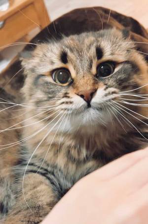 飼い主「手ェ！手ェ！！手エェェェェ！！！」　見事な３コマに思わず笑う！