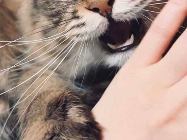 飼い主「手ェ！手ェ！！手エェェェェ！！！」　見事な３コマに思わず笑う！