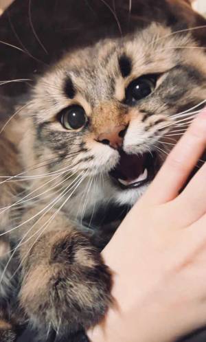 飼い主「手ェ！手ェ！！手エェェェェ！！！」　見事な３コマに思わず笑う！