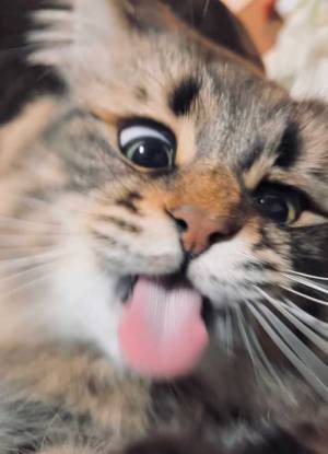 飼い主「手ェ！手ェ！！手エェェェェ！！！」　見事な３コマに思わず笑う！