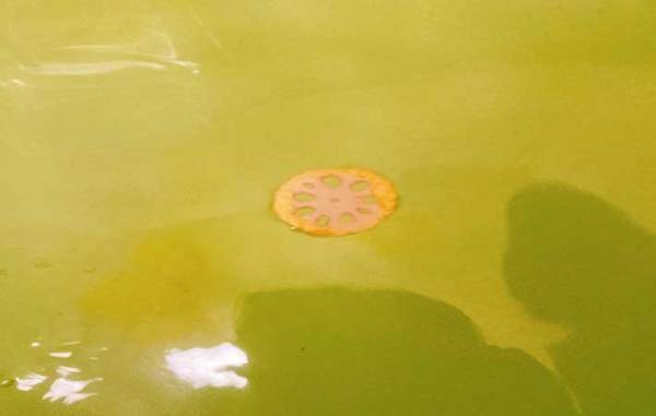 お風呂に入浴剤を投入　プカリと浮かんできたものに「笑った」