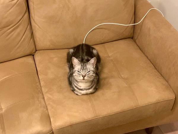 帰宅した飼い主が目撃した光景に腹筋崩壊！　猫が充電していた！？