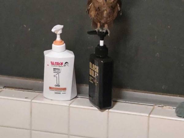 「そんなことある？」　風呂場で物音が…見に行ったら『珍客』が！