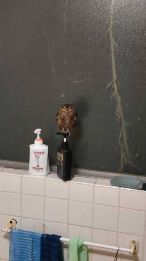 「そんなことある？」　風呂場で物音が…見に行ったら『珍客』が！