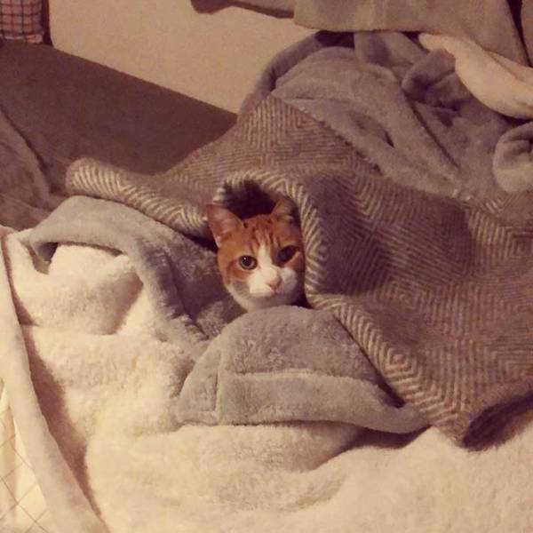 ちょっぴり、ホラー？　猫が伸びをした後が、人間の手形にそっくり