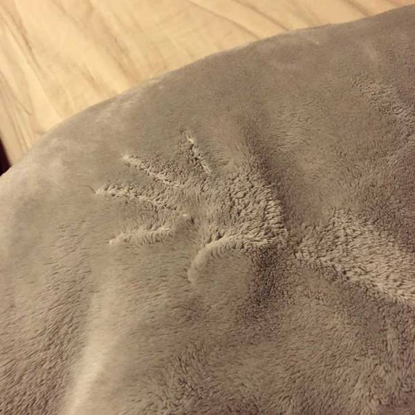 ちょっぴり、ホラー？　猫が伸びをした後が、人間の手形にそっくり