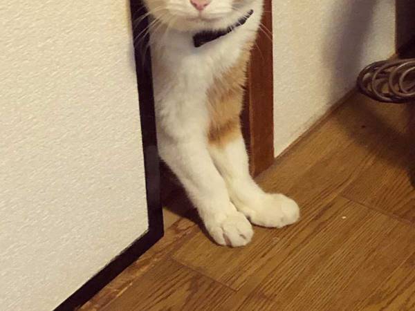 ちょっぴり、ホラー？　猫が伸びをした後が、人間の手形にそっくり