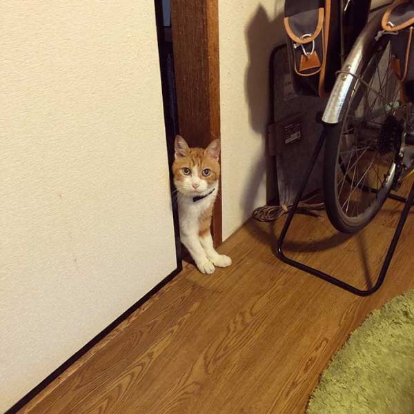 ちょっぴり、ホラー？　猫が伸びをした後が、人間の手形にそっくり