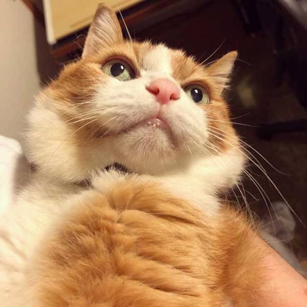 ちょっぴり、ホラー？　猫が伸びをした後が、人間の手形にそっくり