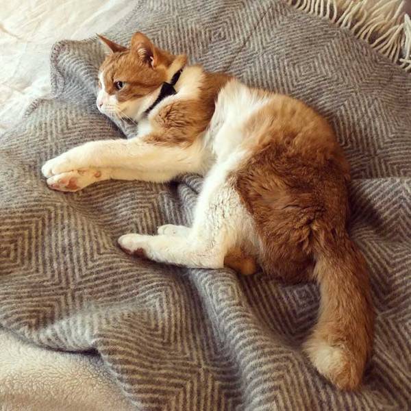 ちょっぴり、ホラー？　猫が伸びをした後が、人間の手形にそっくり