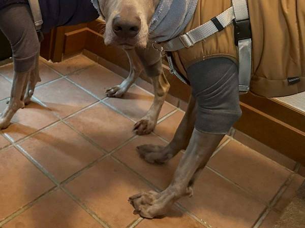 「その顔はなんだ」　散歩前、不服そうな表情の愛犬に吹き出す