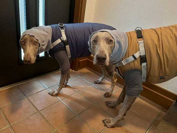 「その顔はなんだ」　散歩前、不服そうな表情の愛犬に吹き出す