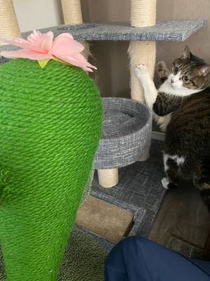 猫「とんでもないバケモノが来た」　新調した『爪とぎ』への反応に腹筋崩壊