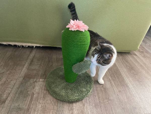 猫「とんでもないバケモノが来た」　新調した『爪とぎ』への反応に腹筋崩壊