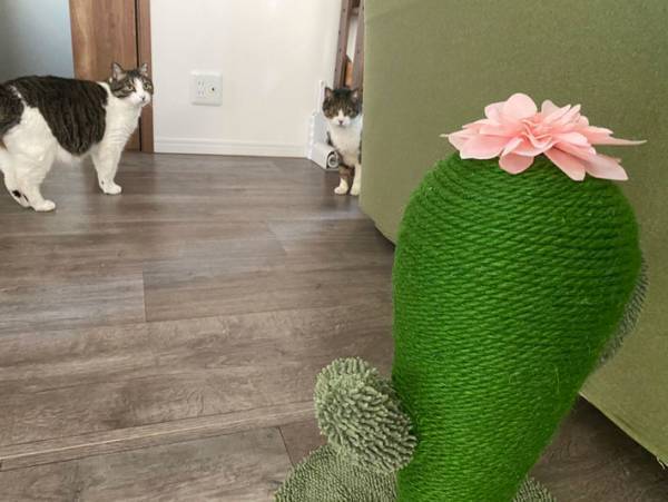 猫「とんでもないバケモノが来た」　新調した『爪とぎ』への反応に腹筋崩壊