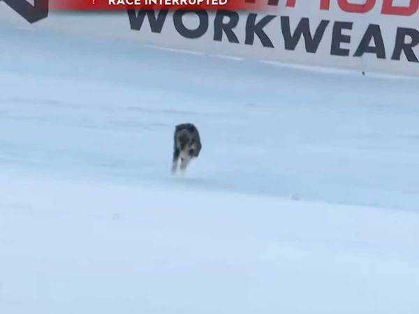 スキー大会のコース上に突如現れた『乱入者』　とった行動に解説者「爆笑した」
