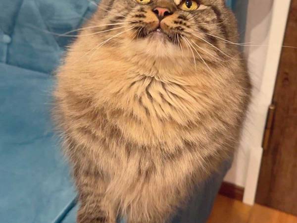 気分屋な性格が表に！　『猫の表情』に、笑いがこみ上げる