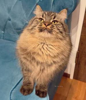 気分屋な性格が表に！　『猫の表情』に、笑いがこみ上げる