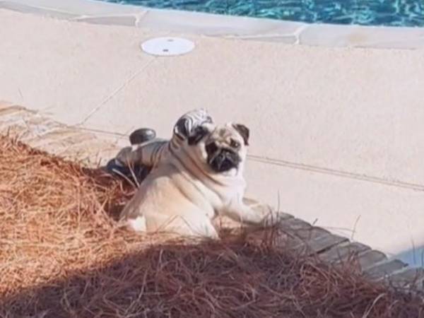 日向ぼっこをしているパグ　隣にいた意外な『友達』とは？「かわいすぎる！」