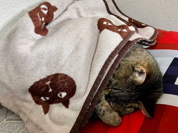 猫たちにブランケットをかけて回った息子　１匹だけかけなかった理由に納得