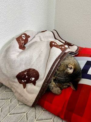 猫たちにブランケットをかけて回った息子　１匹だけかけなかった理由に納得