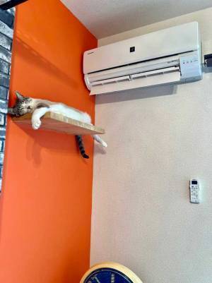 猫たちにブランケットをかけて回った息子　１匹だけかけなかった理由に納得