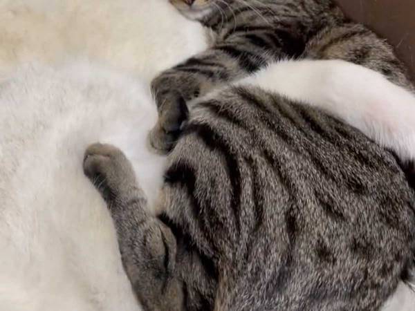 大寒波が到来　すると、シベリアンハスキーと猫が？　「最高な関係」「尊い…」