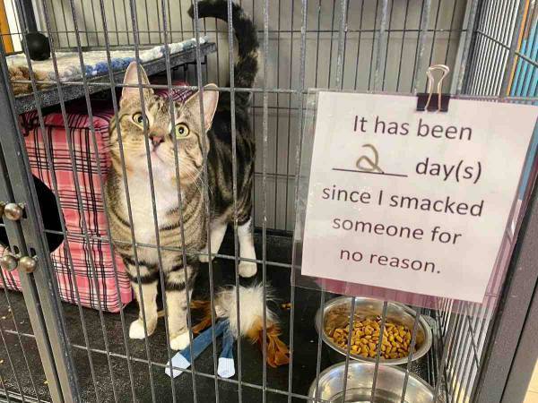 気難しい高齢の保護猫に、里親希望者が殺到したワケは？　「こういう猫大好き！」