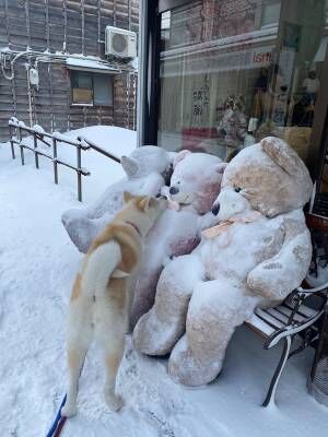 「ぬいぐるみが、大変な事になっていて心配する秋田犬」　雪の凄さを物語る！