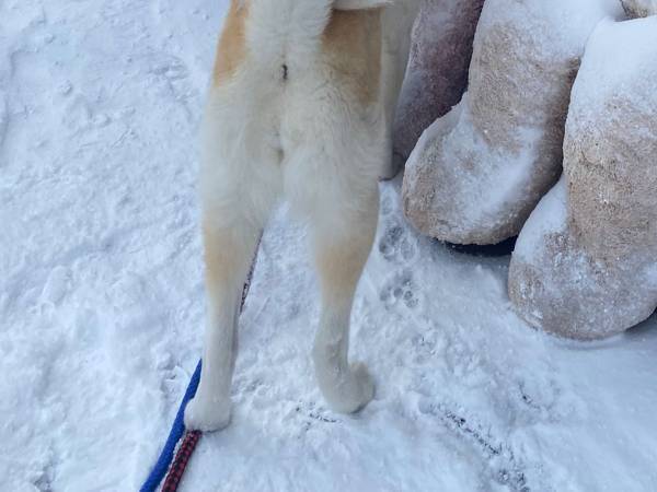 「ぬいぐるみが、大変な事になっていて心配する秋田犬」　雪の凄さを物語る！